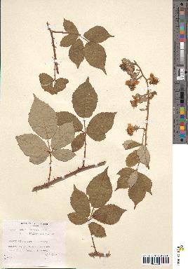 spécimen de Rubus bifrons x foliosus