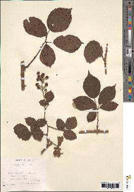 spécimen de Rubus bifrons x foliosus