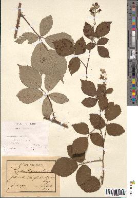 spécimen de Rubus bifrons x foliosus