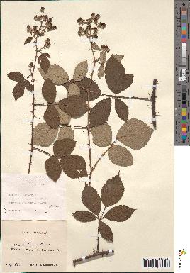 spécimen de Rubus bifrons x foliosus