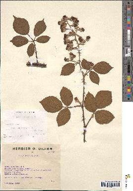 spécimen de Rubus bifrons x foliosus