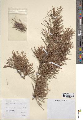 spécimen de Larix leptolepis