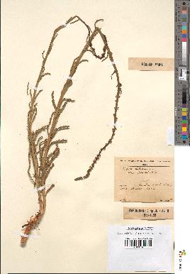 spécimen de Reseda luteola