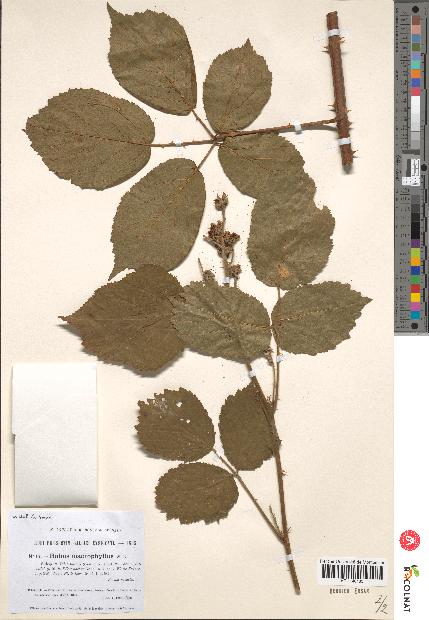 spécimen de Rubus macrophyllus