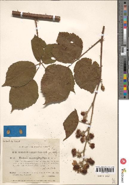 spécimen de Rubus macrophyllus