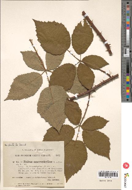 spécimen de Rubus macrophyllus