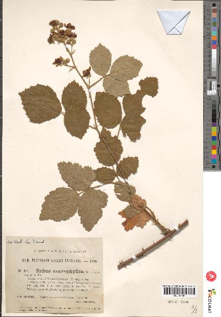 spécimen de Rubus macrophyllus