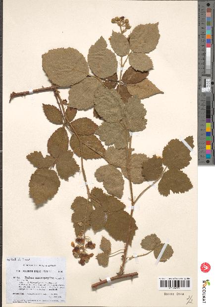 spécimen de Rubus macrophyllus