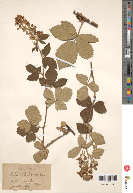 spécimen de Rubus lloydianus