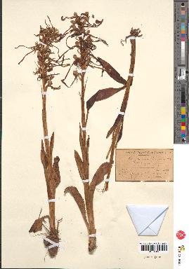 spécimen de Himantoglossum hircinum