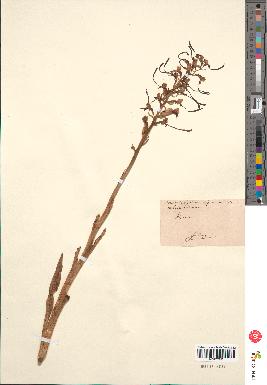 spécimen de Himantoglossum hircinum