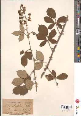 spécimen de Rubus discolor