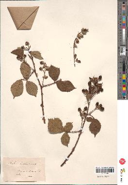 spécimen de Rubus discolor