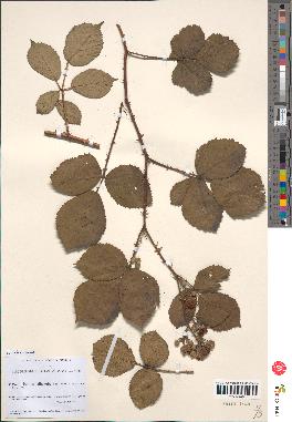 spécimen de Rubus villicaulis