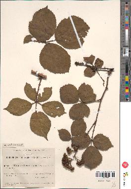 spécimen de Rubus villicaulis