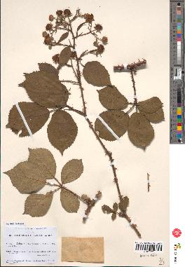 spécimen de Rubus villicaulis