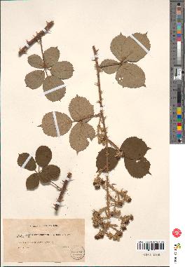 spécimen de Rubus vulnerificus