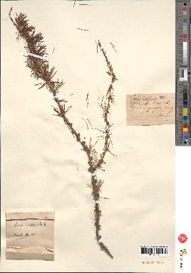 spécimen de Larix europaea