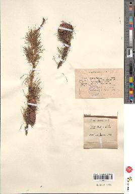 spécimen de Larix europaea