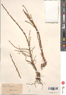 spécimen de Larix europaea