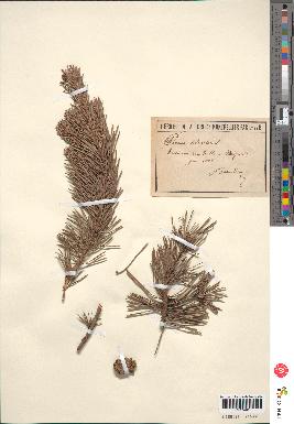 spécimen de Pinus sylvestris