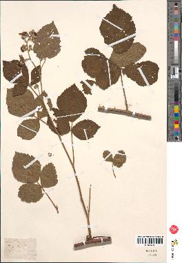 spécimen de Rubus pallidus