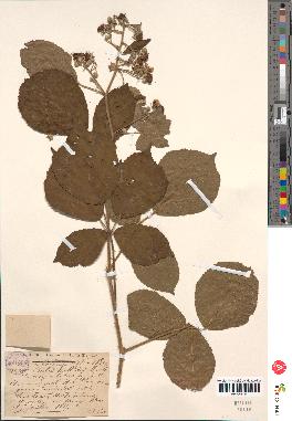 spécimen de Rubus pallidus