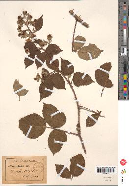 spécimen de Rubus radula