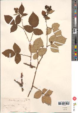 spécimen de Rubus rhamnifolius