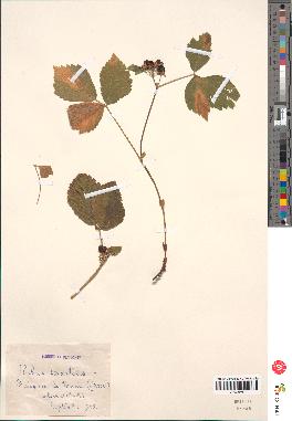 spécimen de Rubus saxatilis