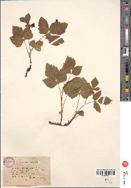 spécimen de Rubus saxatilis