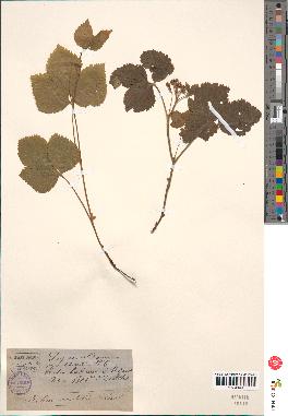 spécimen de Rubus saxatilis