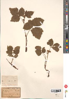 spécimen de Rubus saxatilis