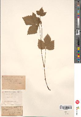 spécimen de Rubus saxatilis