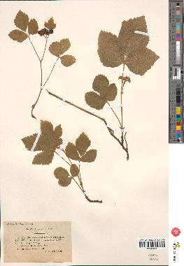 spécimen de Rubus saxatilis