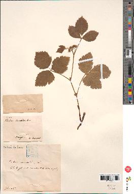 spécimen de Rubus saxatilis