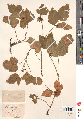 spécimen de Rubus saxatilis