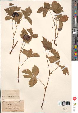 spécimen de Rubus saxatilis