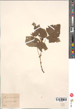 spécimen de Rubus saxatilis