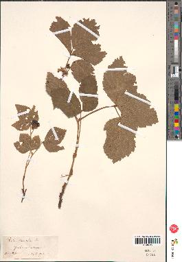 spécimen de Rubus saxatilis