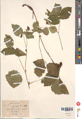 spécimen de Rubus spectabilis