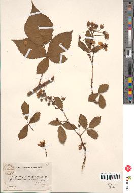 spécimen de Rubus sulcatus