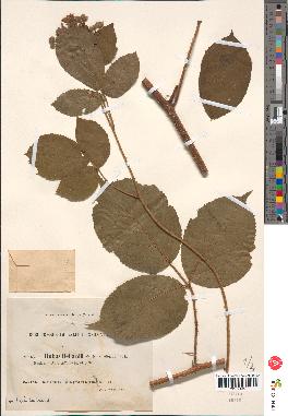 spécimen de Rubus bellardii