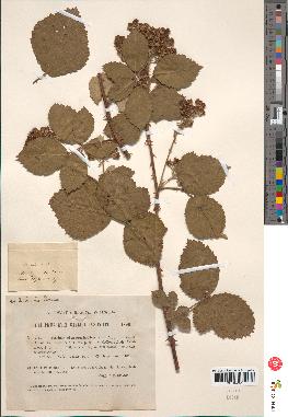 spécimen de Rubus chnoophyllus