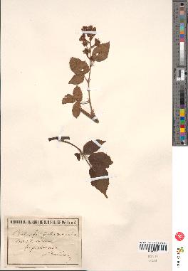 spécimen de Rubus fastigiatus