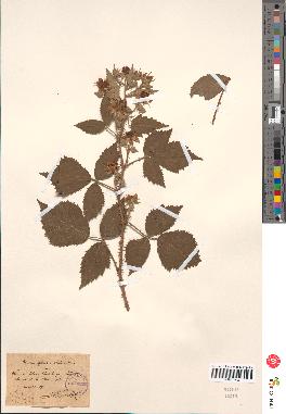 spécimen de Rubus foliosus