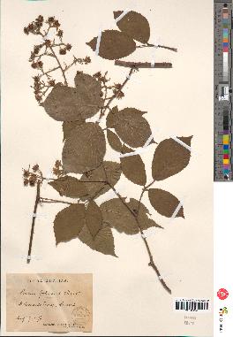 spécimen de Rubus foliosus