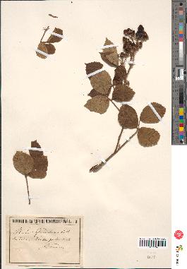 spécimen de Rubus glandulosus