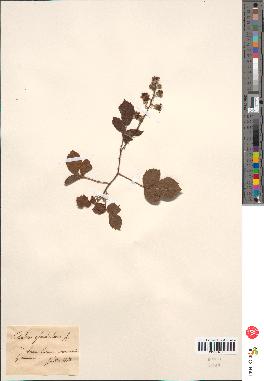 spécimen de Rubus glandulosus