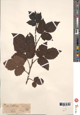 spécimen de Rubus glandulosus